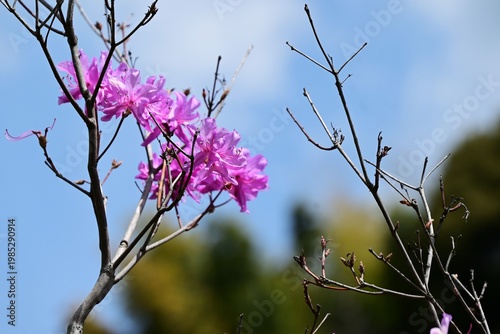 Rhododendron dilatatum flowers. Ericaceae deciduous shrub. It produces pink flowers in spring before the leaves appear.