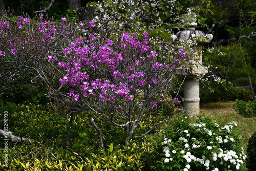Rhododendron dilatatum flowers. Ericaceae deciduous shrub. It produces pink flowers in spring before the leaves appear.