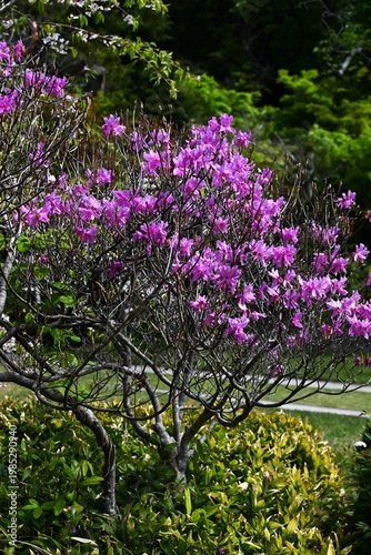 Rhododendron dilatatum flowers. Ericaceae deciduous shrub. It produces pink flowers in spring before the leaves appear.