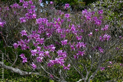 Rhododendron dilatatum flowers. Ericaceae deciduous shrub. It produces pink flowers in spring before the leaves appear.