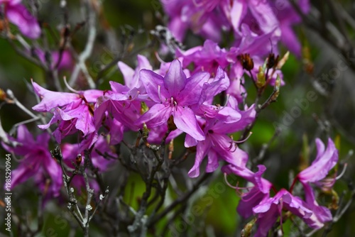 Rhododendron dilatatum flowers. Ericaceae deciduous shrub. It produces pink flowers in spring before the leaves appear.