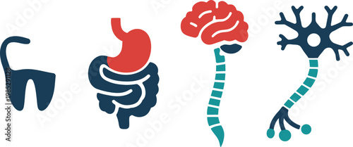 Abstract biological illustration depicting organ systems with stylized shapes and vibrant colors
