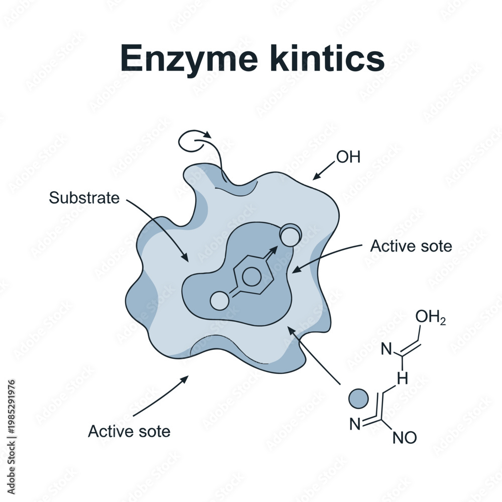Ταπετσαρία Enzyme Kinetics: Substrate Binding to Active Site of Enzyme - Scientific Illustr