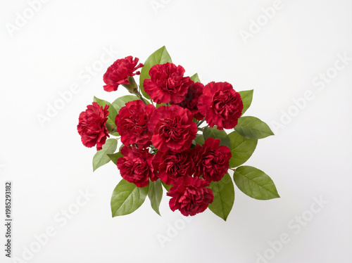 Red Carnation Collection Isolated on White Background – Gratitude and Celebration Set