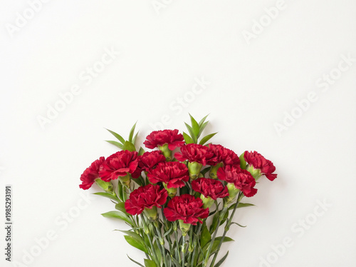 Red Carnation Collection Isolated on White Background – Gratitude and Celebration Set