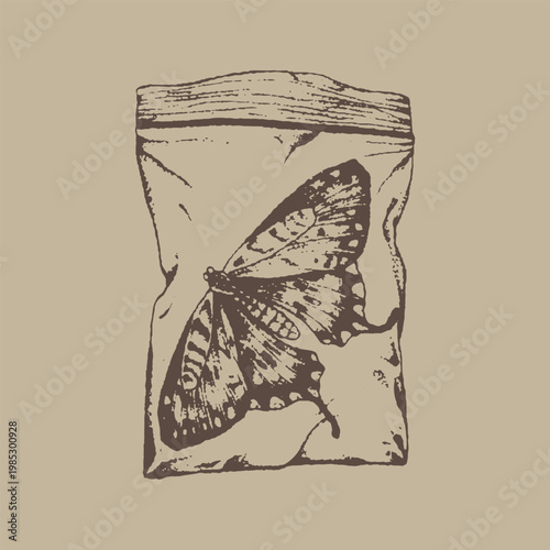 Preserved Butterfly Specimen Inside Transparent Protective Packaging