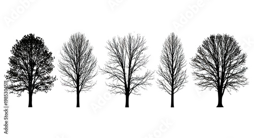 Leafless Trees in a Row Silhouette.