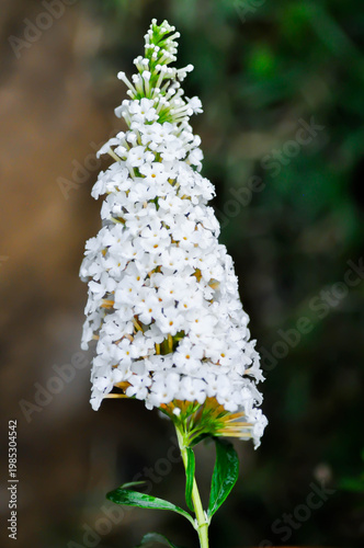 Buddleja, Buddleja davidii or Buddleja davidii White Profusion or Butterfly Bush or White Buddleia or white flower