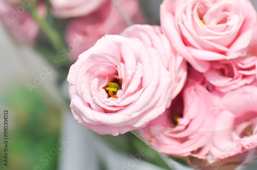 pink rose or Garden roses , zaide rose or William Christie Rose or Mary Rose or Rosa damascena Mill or pink flower or bouquet