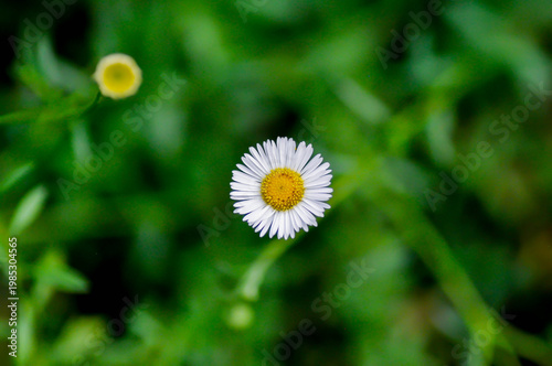 daisy, Daisy Fleabane or  Erigeron annuus or Erigeron karvinskianus or Latin American fleabane or Mexican Fleabane or white daisy
