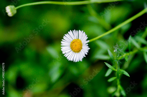 daisy, Daisy Fleabane or  Erigeron annuus or Erigeron karvinskianus or Latin American fleabane or Mexican Fleabane or white daisy