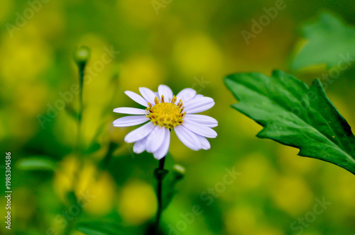 Indian Aster or Kalimeris indica or Oriental Kalimeris or purple flower