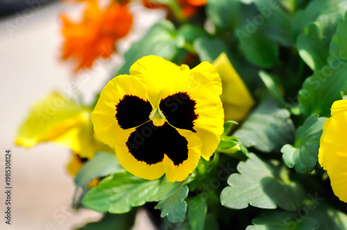 Pansies, Pansy or Viola or Viola cornuta or Viola lutea or Viola x wittrockiana flower or yellow and brown flower