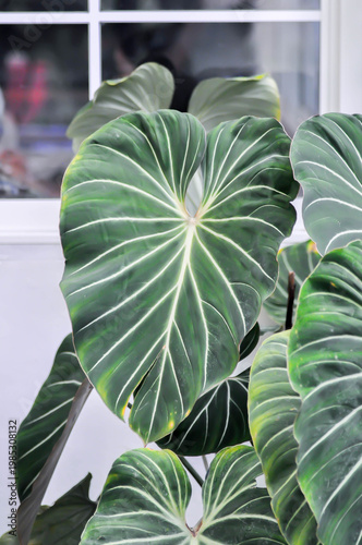 Philodendron gloriosum or Philodendron erubescens K Koch and Augustin, Philodendron or ARACEAE