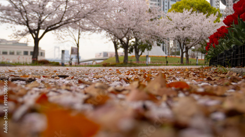 Ground-level view of fallen sakura petals and leaves on path, cherry blossom trees and red tulips in urban park with city buildings