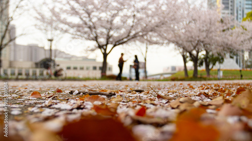 Low-angle sakura park scene with two silhouetted figures standing under blooming cherry blossom trees, fallen petals on foreground path 