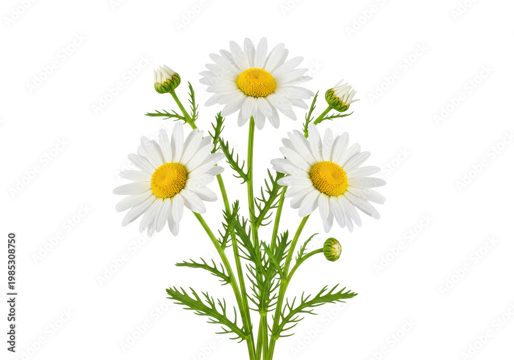 Obraz premium Fresh vibrant white daisy flowers with yellow centers and green foliage blossoming beautifully isolated on transparent background