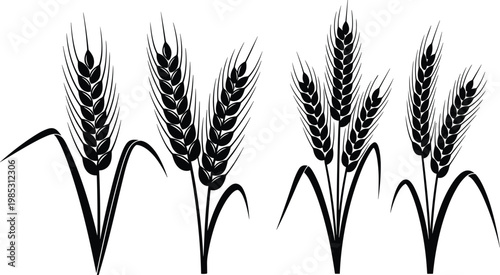 Wheat ear icon set vector illustration with grain plant silhouettes for agriculture farming harvest and food production design