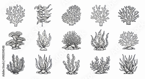 Collection of hand-drawn coral reef plants and seaweeds.