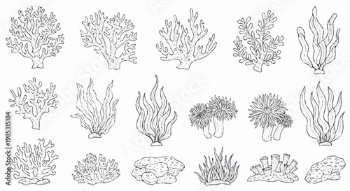 Collection of Hand Drawn Coral Reef Plants and Marine Life Illustrations.