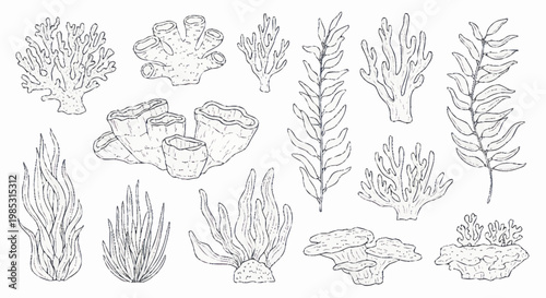 Collection of hand-drawn underwater plants and corals.