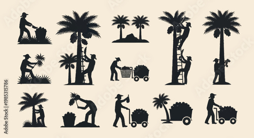 Coconut Harvest Silhouette Collection Agricultural Workers Gathering Coconuts.