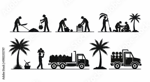 Agricultural workers harvesting and transporting coconuts in a tropical setting.