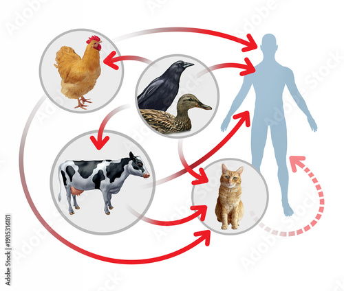 H5N1 avian influenza transmission concept showing spread from wild birds to poultry cows and cats with rare human infection as a zoonotic outbreak and public health risk.