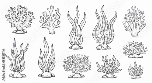 Collection of Hand Drawn Seaweed and Coral Illustrations.