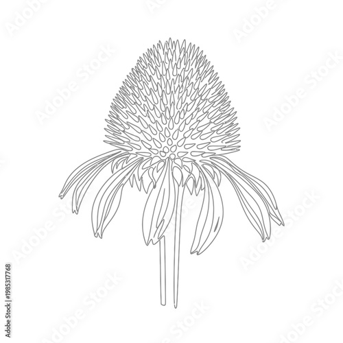 Minimalist Continuous Line Art Dried Echinacea Flower Head for Immune Support Herbal Supplement Concept