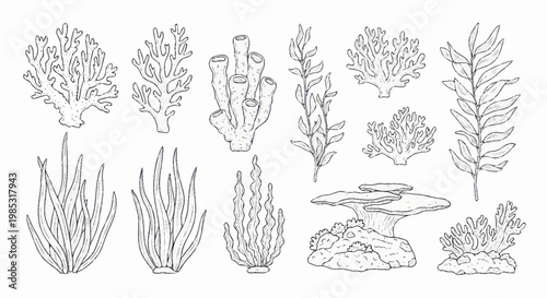 Collection of hand-drawn underwater coral reef plants and organisms.