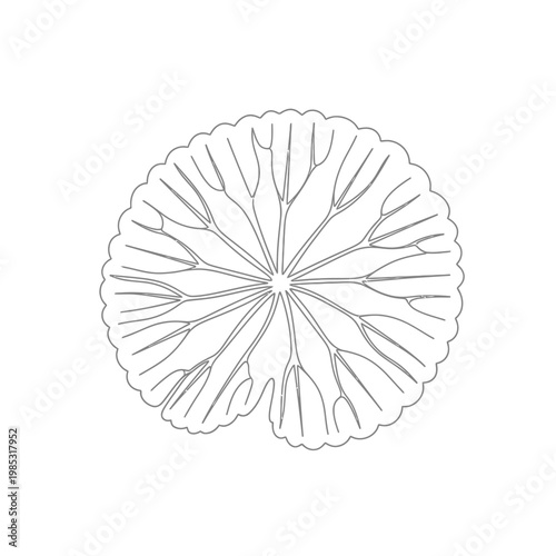 Minimalist Continuous Line Art Fresh Gotu Kola Leaf for Ayurvedic Healing Skincare Concept