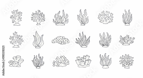Collection of hand-drawn coral reef illustrations in black and white.