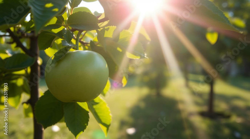 Green Apples Growing on Tree in Sunny Garden