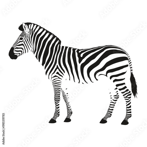 Photography Zebra, black and white stripes, wild animal, safari icon