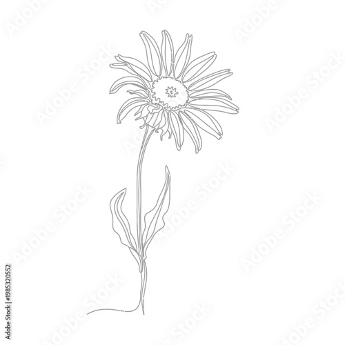 Minimalist Continuous Line Art of a Dried Arnica Flower for Homeopathic Remedy Symbolizing Soothing Recovery