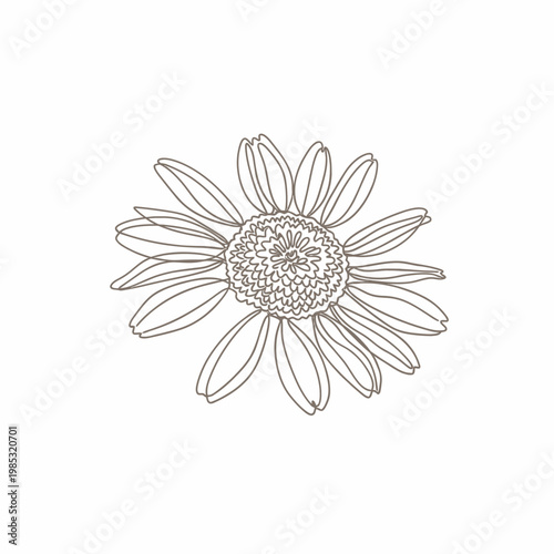 Minimalist Dried Chamomile Florets Continuous Line Art for Calming Tea and Apothecary Brands