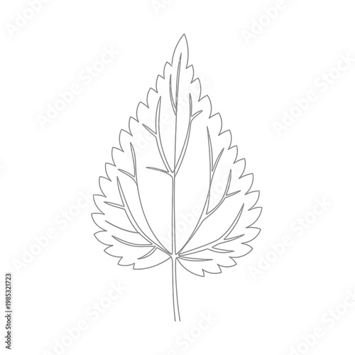 Minimalist Nettle Leaf Continuous Line Art for Herbal Tea and Holistic Allergy Relief Concepts