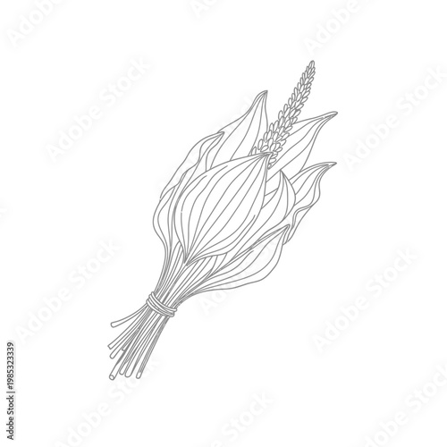Continuous Line Art of Dried Plantain Leaf Bundle, Healing Herb Vector Illustration for Apothecary Concepts