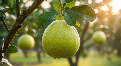 green apple on tree