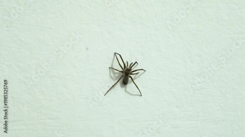 Small brown arachnid clinging to a bright wall surface