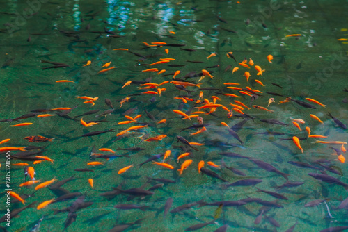 Фотография Tilapia (Oreochromis niloticus) is a freshwater fish that is very popular in Indonesia because of its delicious taste, affordable price, and ease of cultivation
