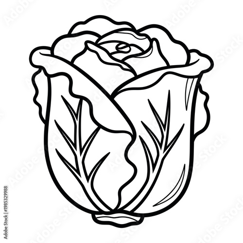 Cabbage illustration, outline drawing, fresh vegetable, healthy food, simple design