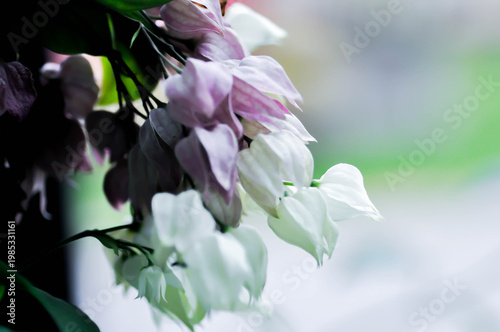 Bleeding heart vine or Clerodendrum thomsoniae Balf or Bag flower or LAMIACEAE or white flower