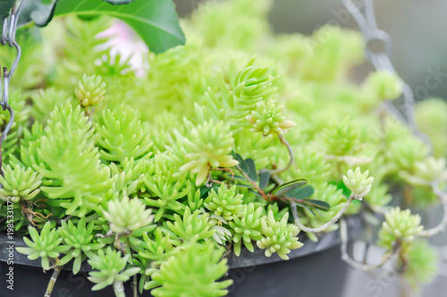Sedum Golden Moss or Sedum lineare, crassulaceae or Herbaceous perennial or Sedum acre Oktoberfest or Sedum Octoberfest or Sedum sp or stonecrop or succulents