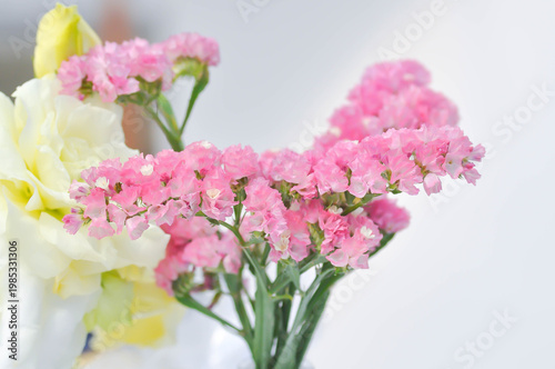 Statice or Limonium spp, Limonium spp vp or pink statice or Plumbaginaceae or Sea Lavender or pink flower