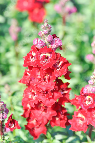 Antirrhinum majus, Antirrhinum majus Doubleshot Crimson Red or Plantaginaceae or Snapdragon or red flower