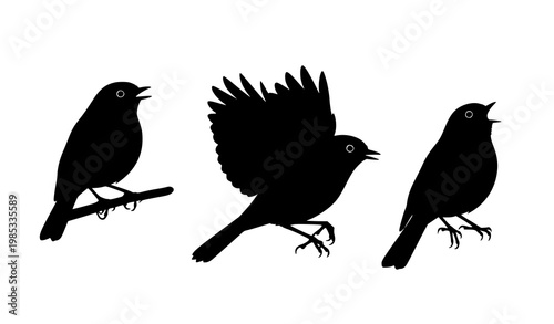 Set of robin bird silhouettes perched flying and singing isolated on white background