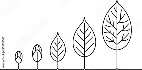 Line sequence of a leaf growing from bud to full form