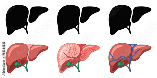 Liver anatomy, human liver, organ illustrations, medical vector graphics, healthcare icons